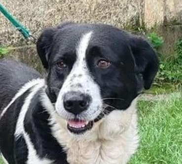 COOPER3, schwarz-weiß male 6yo Mixed Breed for adoption at Seelentiere e.V.