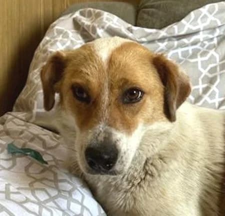 OLENA, weiß-braun female senior Mixed Breed for adoption at Seelentiere e.V.