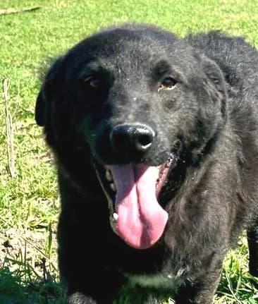 OZZY2, schwarz, weißer Brustfleck male 5yo Mixed Breed for adoption at Seelentiere e.V.