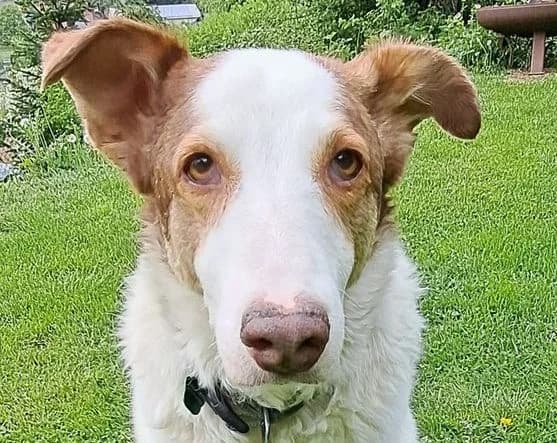 Helen, braun weiß  female senior Mixed Breed for adoption at Seelentiere e.V.