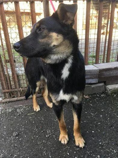 Sario, 50 cm male 4yo Mixed Breed for adoption at Seelentiere e.V.