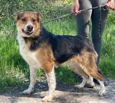 Leo, tricolor male young Mixed Breed for adoption at Seelentiere e.V.