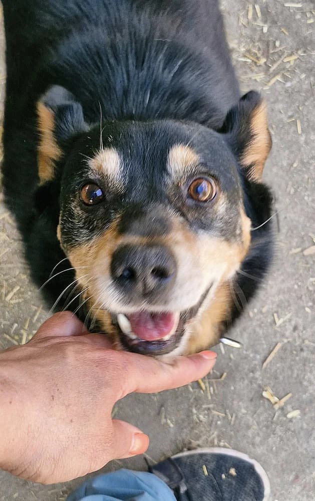Bogi, male Mixed Breed for adoption at SOKO Streuner e.V.