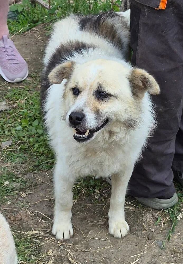Carlo (Klein/Mittel- geb. 12/20), male 5yo Mixed Breed for adoption at SOKO Streuner e.V., Bochum