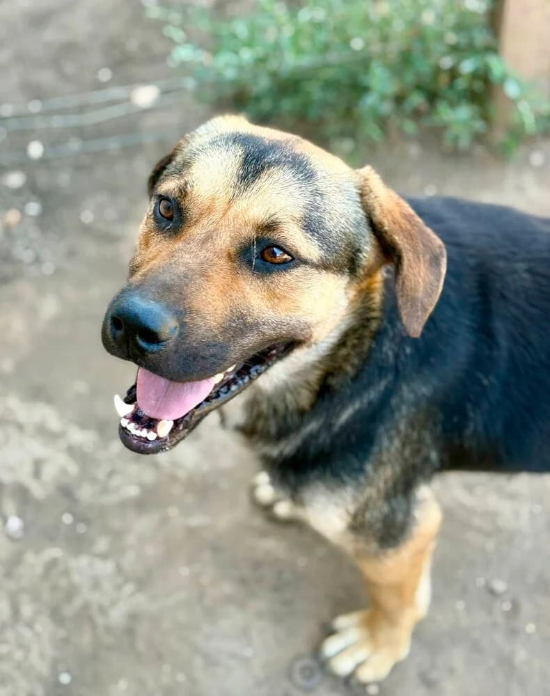 Hoop (Mittel/Groß - geb. 01/25), male young Mixed Breed for adoption at SOKO Streuner e.V., Bochum