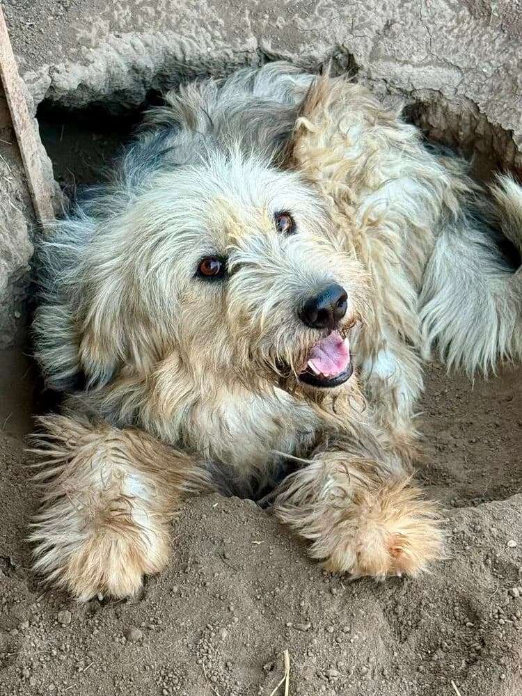 Izaro (Groß - geb. 12/18), male 7yo Mixed Breed for adoption at SOKO Streuner e.V., Bochum