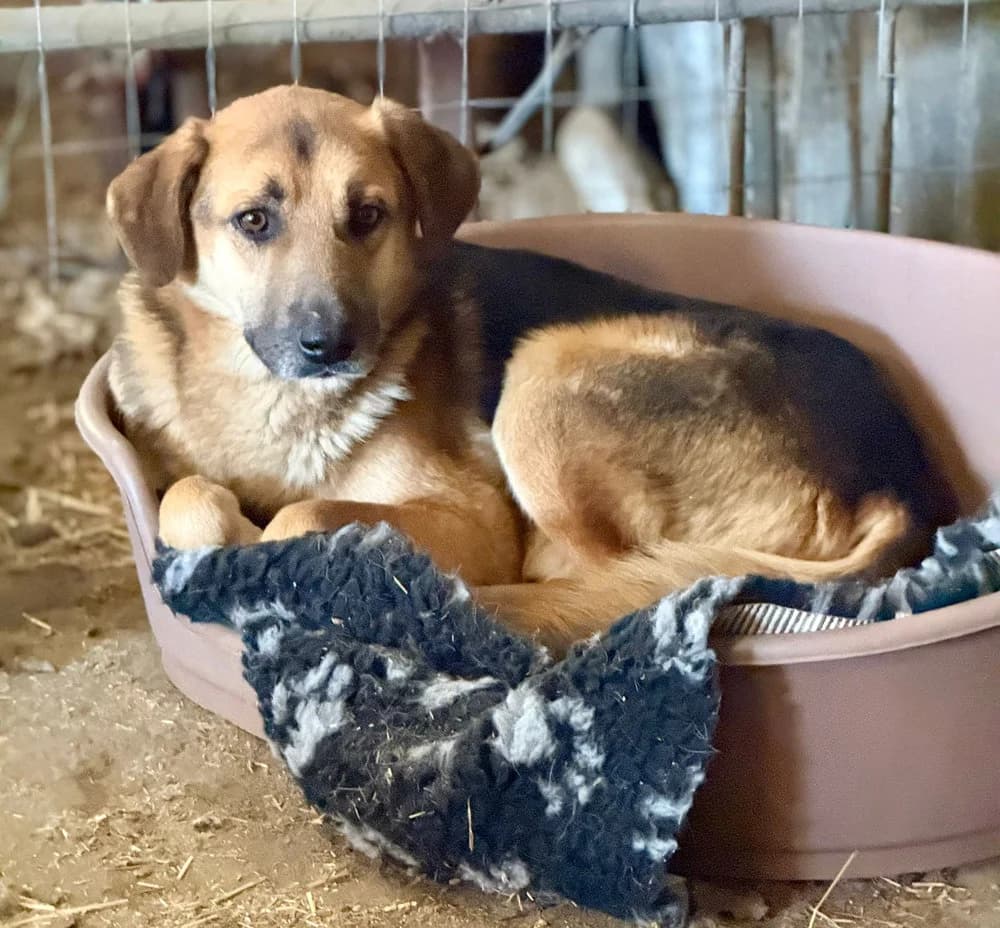 Kimmi, male Mixed Breed for adoption at SOKO Streuner e.V.