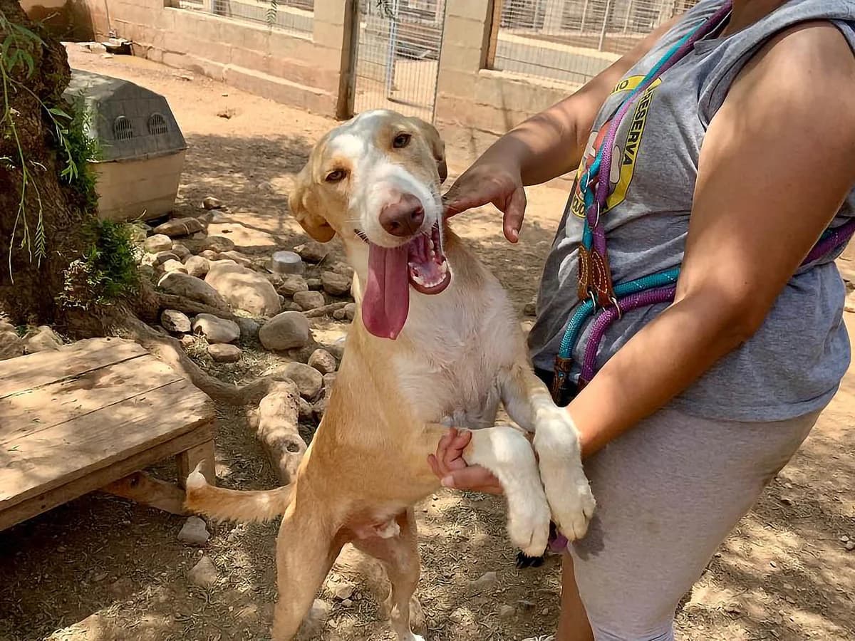 Albero, male 4yo Podenco for adoption at Sonnenpfoten e.V., Lenningen