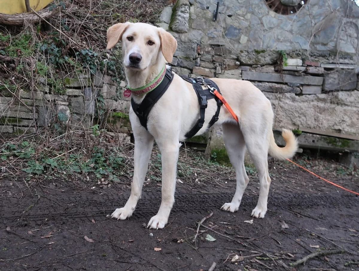 Athenea, female senior Mixed Breed for adoption at Sonnenpfoten e.V., Lenningen
