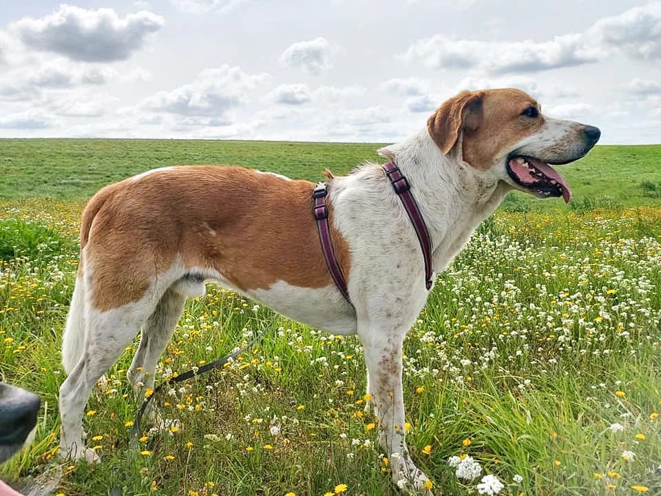 Buddy, male 7yo Mixed Breed for adoption at Sonnenpfoten e.V., Lenningen