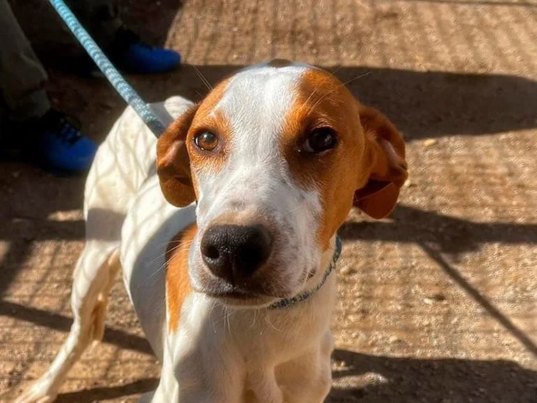 Casio, male puppy Pointer for adoption at Sonnenpfoten e.V., Lenningen