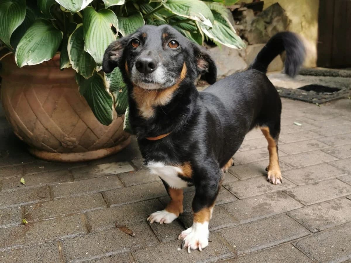 Chicho, male 6yo Mixed Breed for adoption at Sonnenpfoten e.V., Lenningen