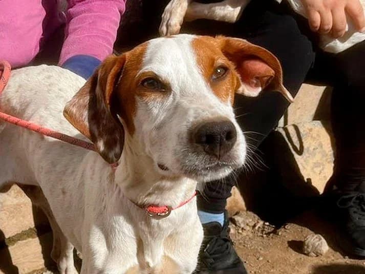 Eleo, male puppy Pointer for adoption at Sonnenpfoten e.V., Lenningen