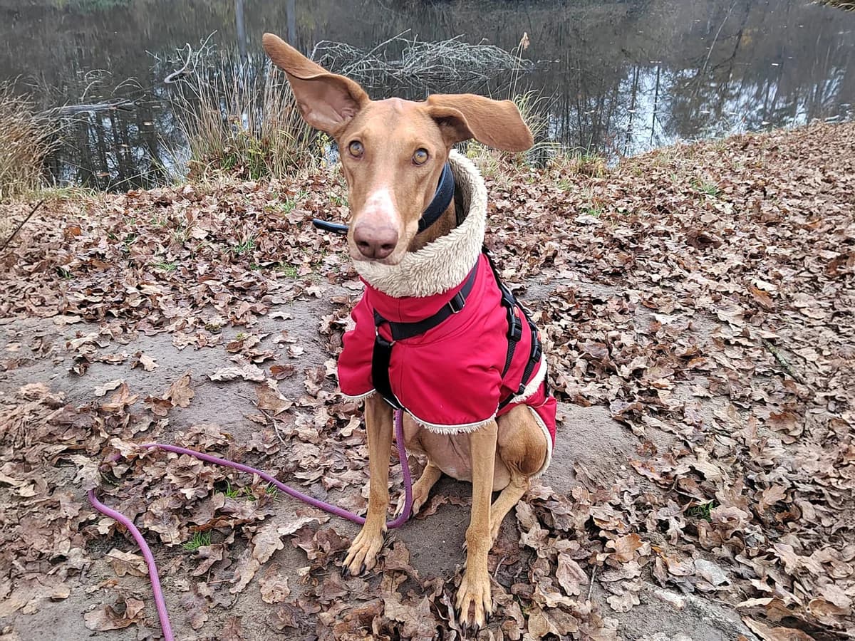 Fely, female Podenco for adoption at Sonnenpfoten e.V.