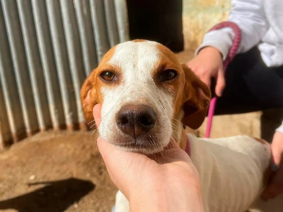 Fina, female puppy Pointer for adoption at Sonnenpfoten e.V., Lenningen