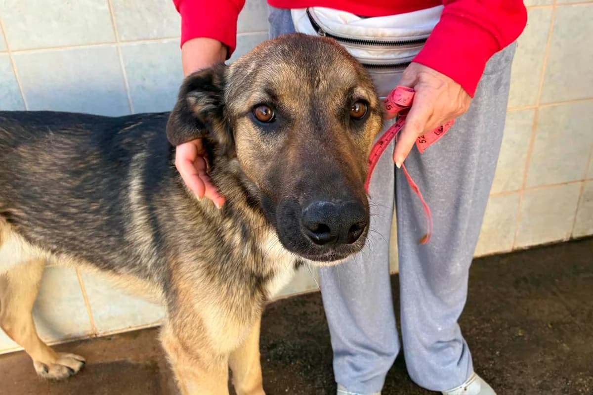 Goku, male young Mixed Breed for adoption at Sonnenpfoten e.V., Lenningen