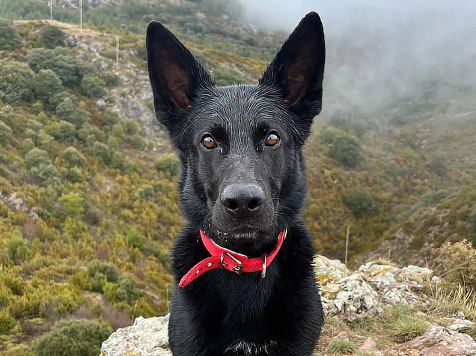 Irié, male 5yo Mixed Breed for adoption at Sonnenpfoten e.V., Lenningen
