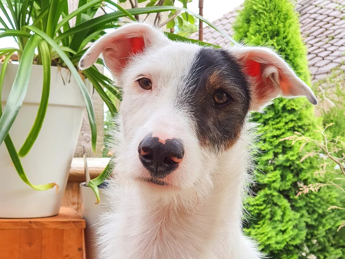 Keks, male 7yo Podenco for adoption at Sonnenpfoten e.V., Lenningen