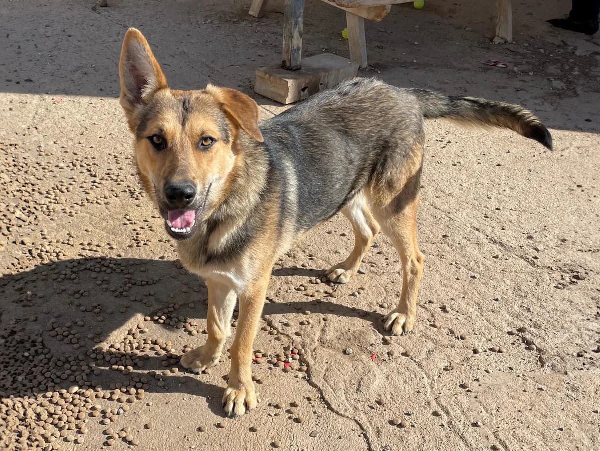 Klein, male 4yo German Shepherd for adoption at Sonnenpfoten e.V., Lenningen
