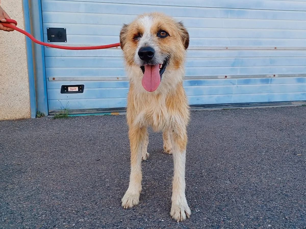 Lezo, male young Mixed Breed for adoption at Sonnenpfoten e.V., Lenningen