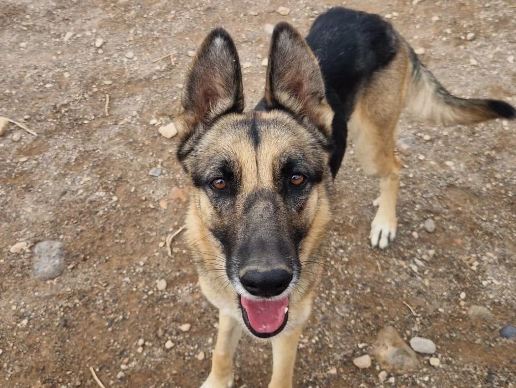 Libertad, female 3yo German Shepherd for adoption at Sonnenpfoten e.V., Lenningen
