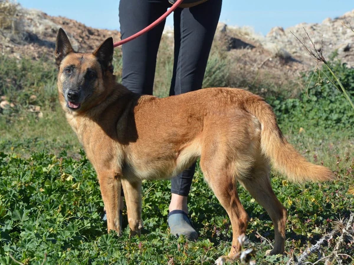 Magia, female senior Mixed Breed for adoption at Sonnenpfoten e.V., Lenningen