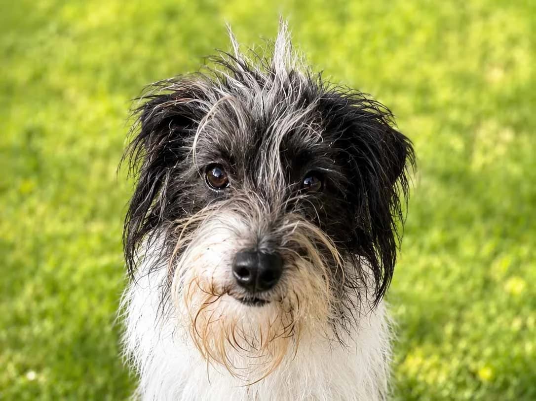 Moritz, male 5yo Mixed Breed for adoption at Sonnenpfoten e.V., Lenningen