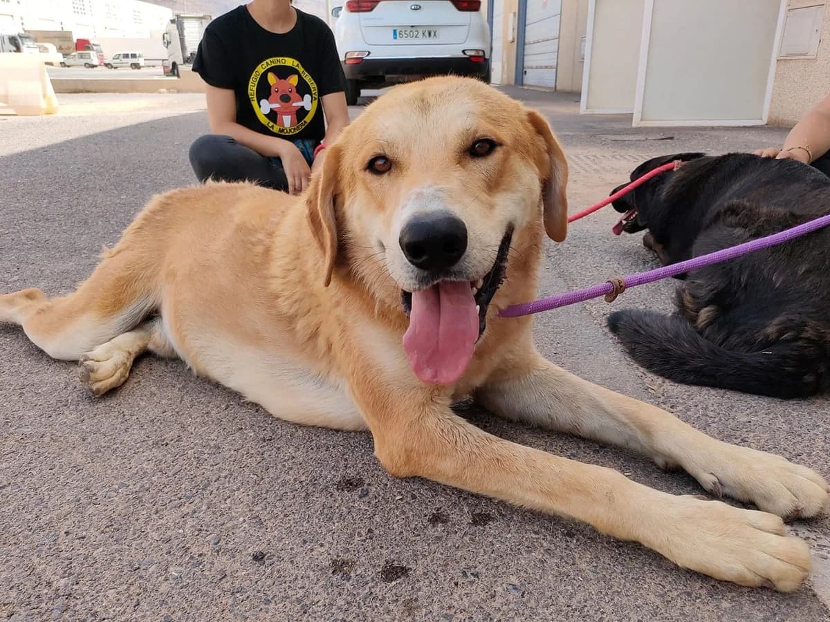 Paolo, male 6yo Mixed Breed for adoption at Sonnenpfoten e.V., Lenningen