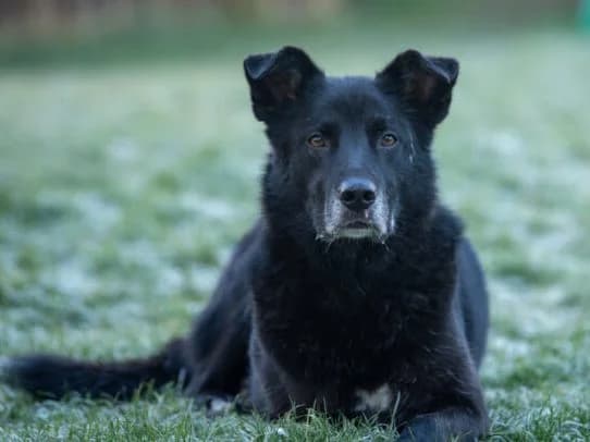 Rex, male 7yo mixed breed for adoption at Sonnenpfoten e.V., Lenningen