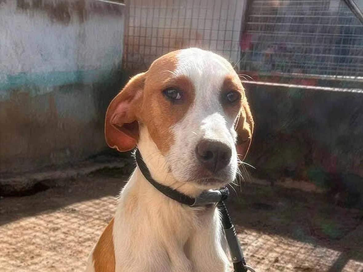 Tomás, male puppy Pointer for adoption at Sonnenpfoten e.V., Lenningen
