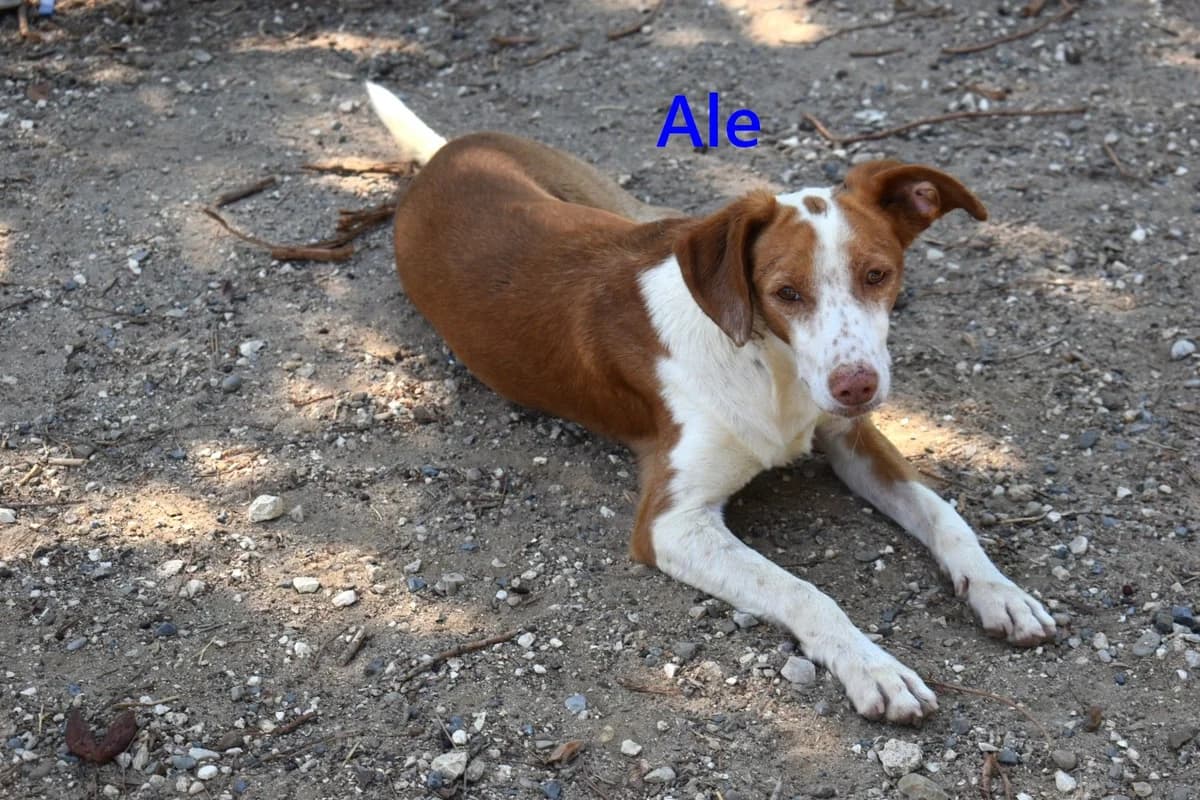 Ale, male 5yo Podenco for adoption at SOS-Dogs e.V.