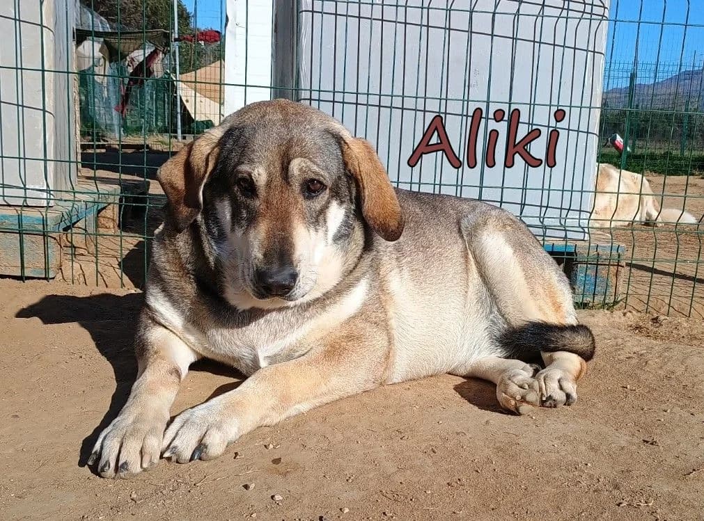 Aliki, female 7yo Mixed Breed for adoption at SOS-Dogs e.V.