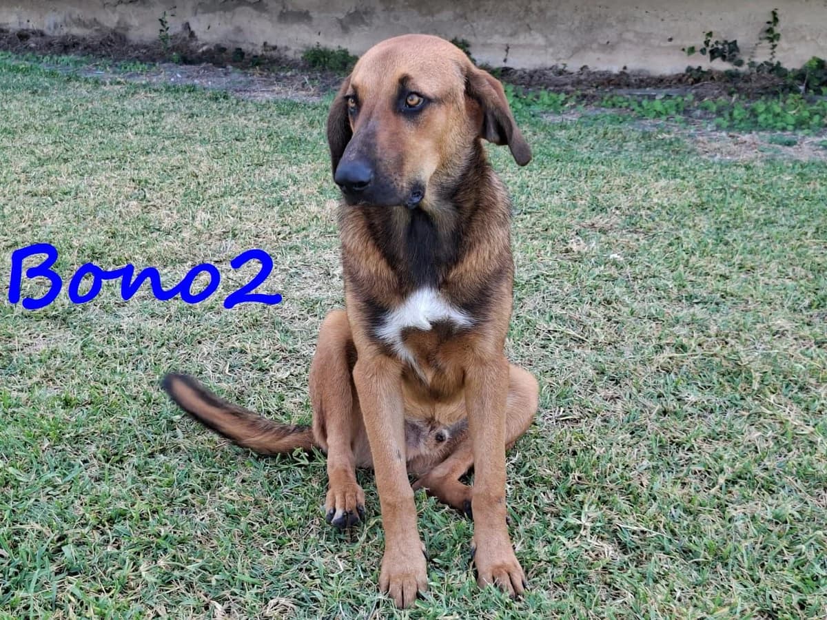 Bono2, male Mixed Breed for adoption at SOS-Dogs e.V.