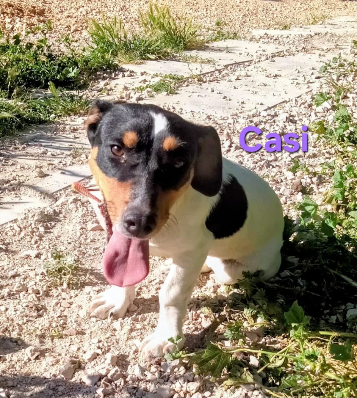 Casi, female Mixed Breed for adoption at SOS-Dogs e.V.