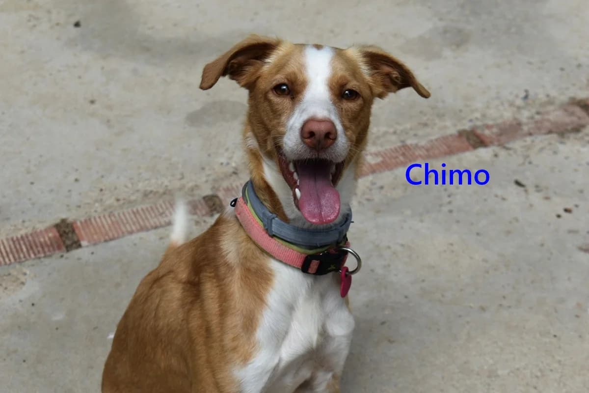 Chimo, male young Mixed Breed for adoption at SOS-Dogs e.V.