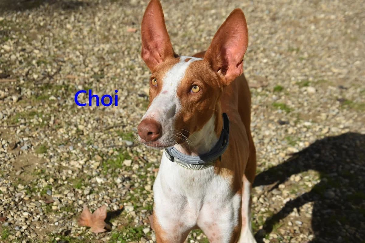 Choi, male 3yo Podenco for adoption at SOS-Dogs e.V.