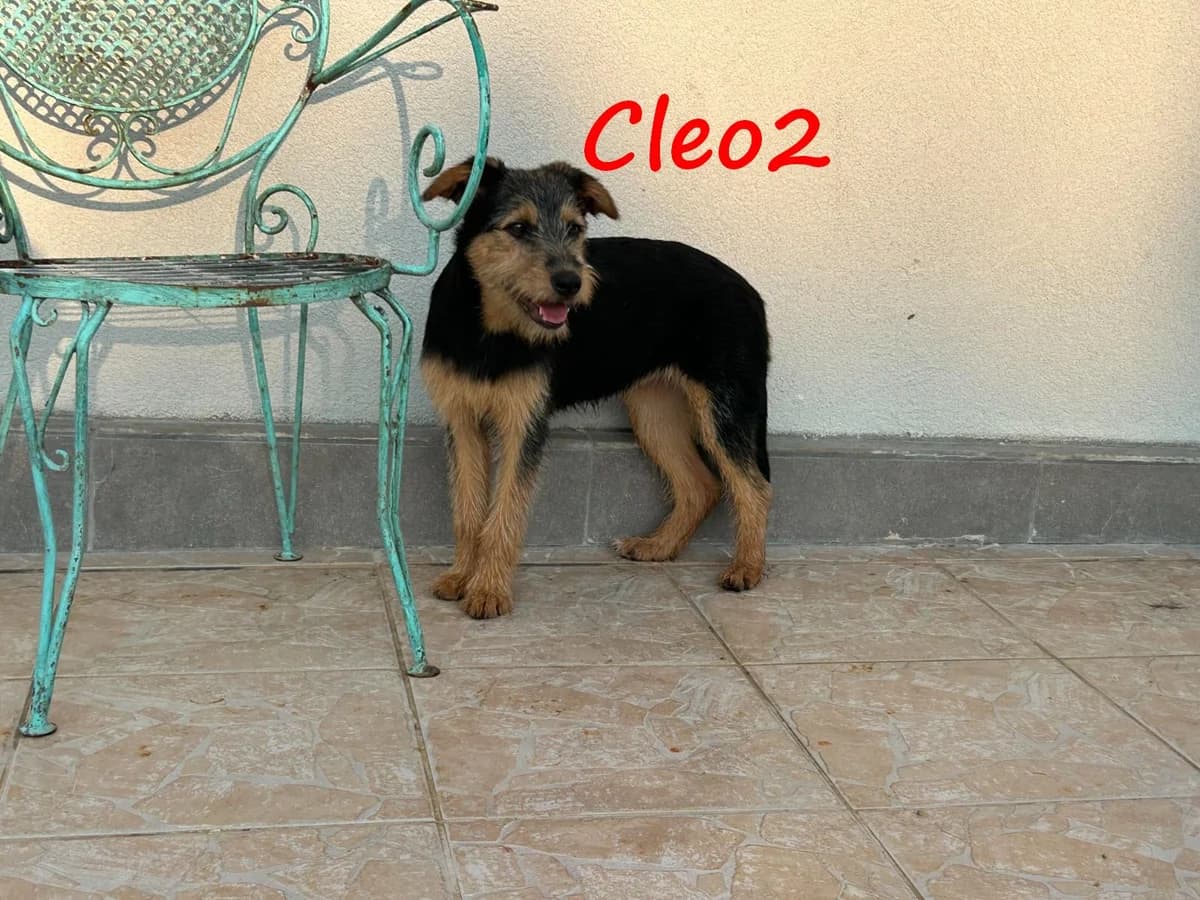 Cleo2, female Mixed Breed for adoption at SOS-Dogs e.V.
