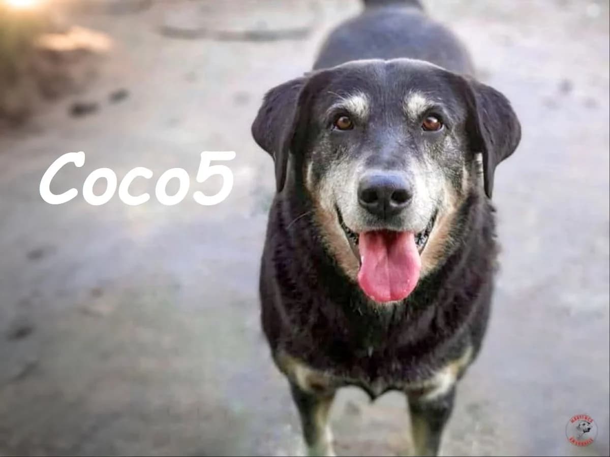 Coco5, male Mixed Breed for adoption at SOS-Dogs e.V.
