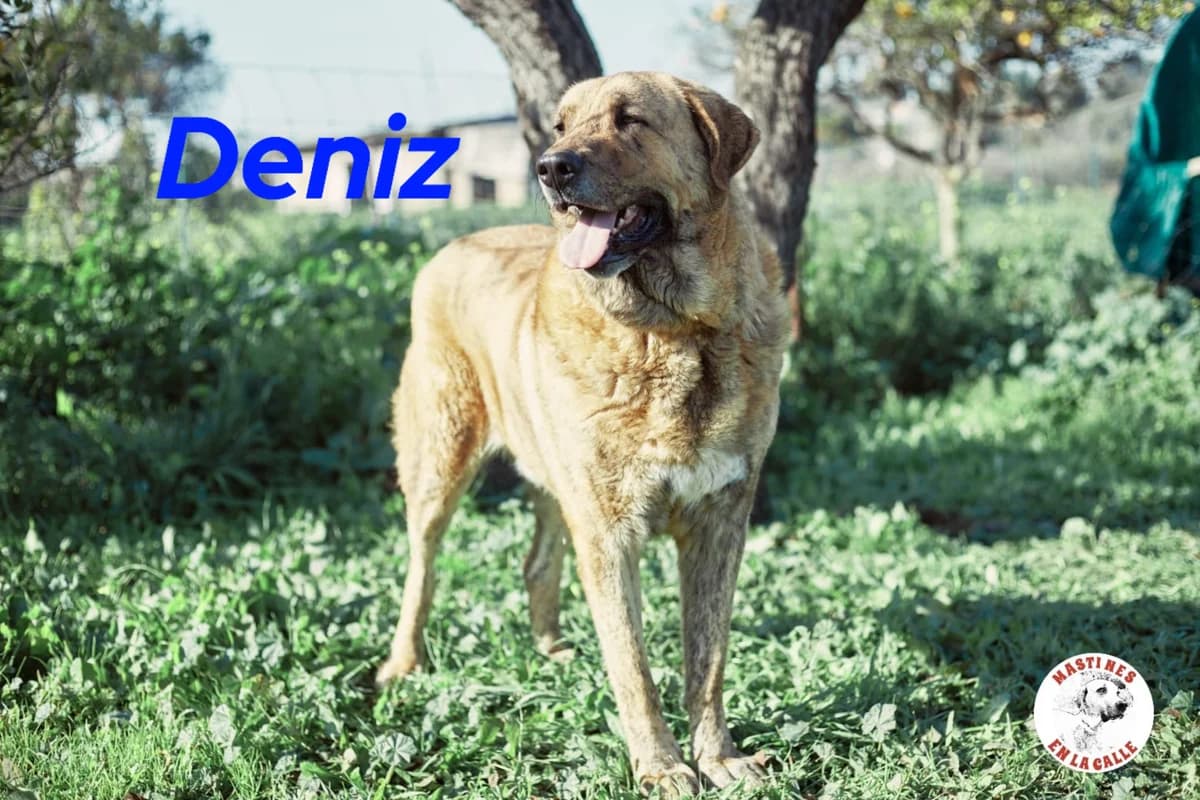 Deniz, male mixed breed for adoption at SOS-Dogs e.V.