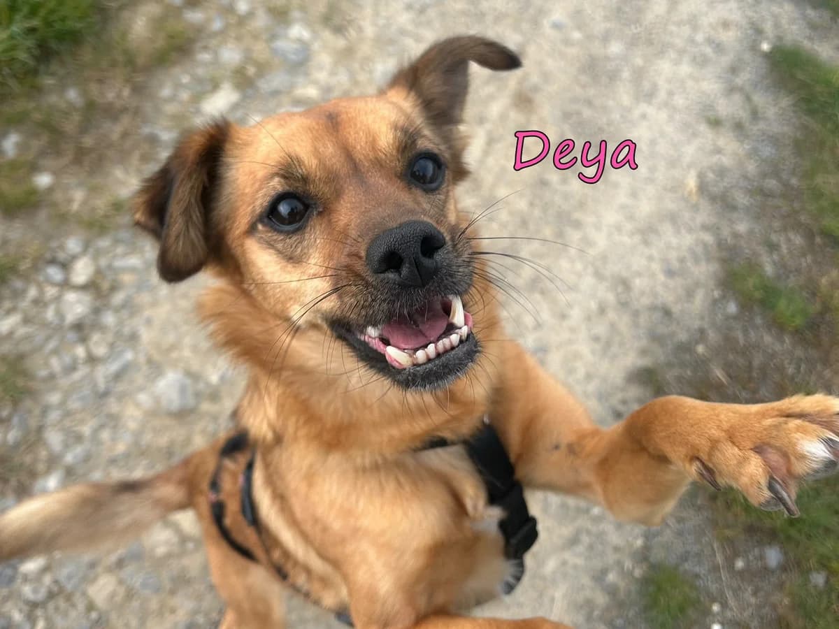 Deya, female Mixed Breed for adoption at SOS-Dogs e.V.