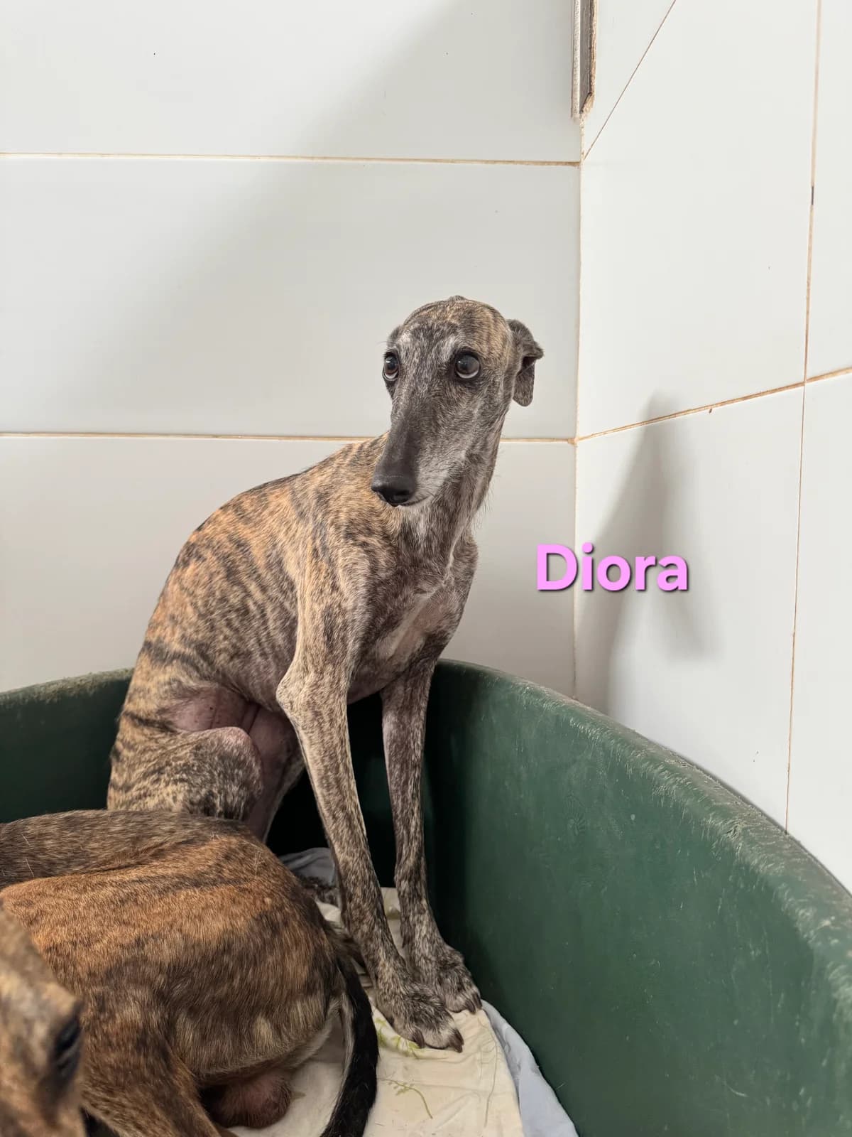 Diora, female Galgo Español for adoption at SOS-Dogs e.V.