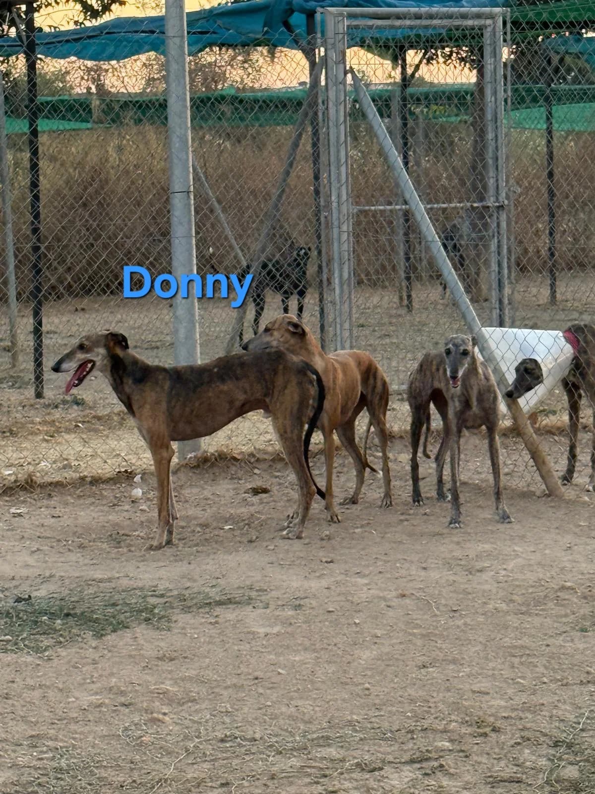 Donny, male Galgo Español for adoption at SOS-Dogs e.V.