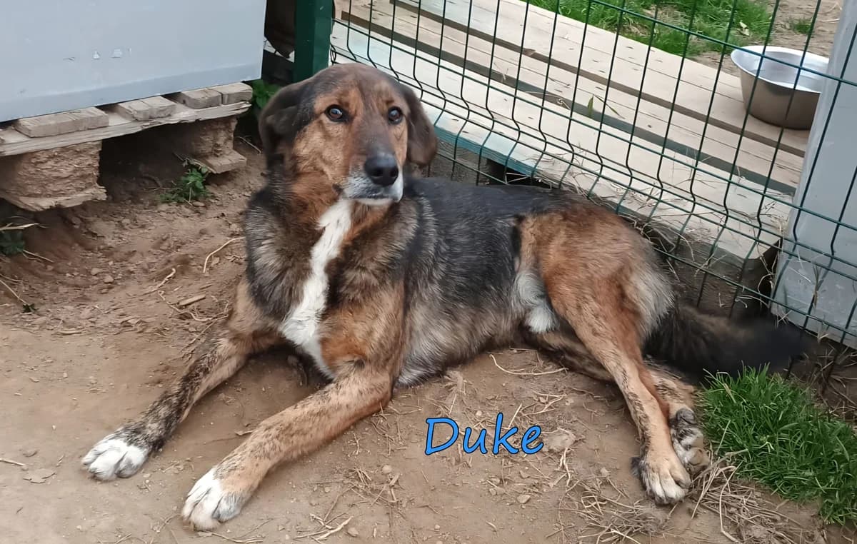 Duke, male Mixed Breed for adoption at SOS-Dogs e.V.