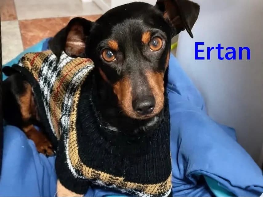 Ertan, male young Mixed Breed for adoption at SOS-Dogs e.V.