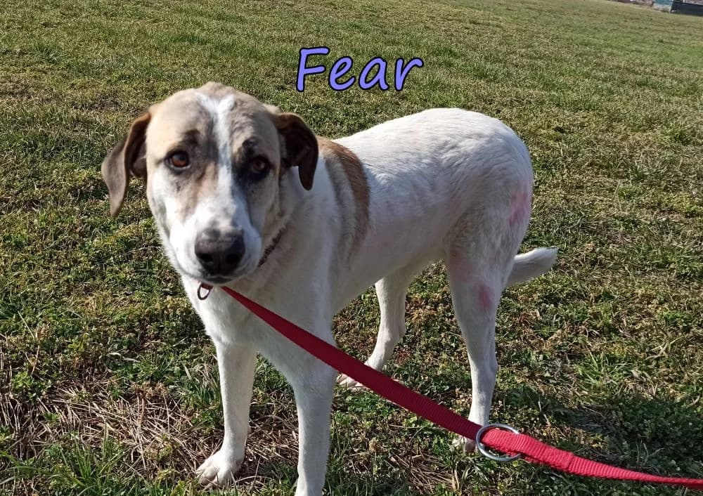 Fear, female 6yo Mixed Breed for adoption at SOS-Dogs e.V.