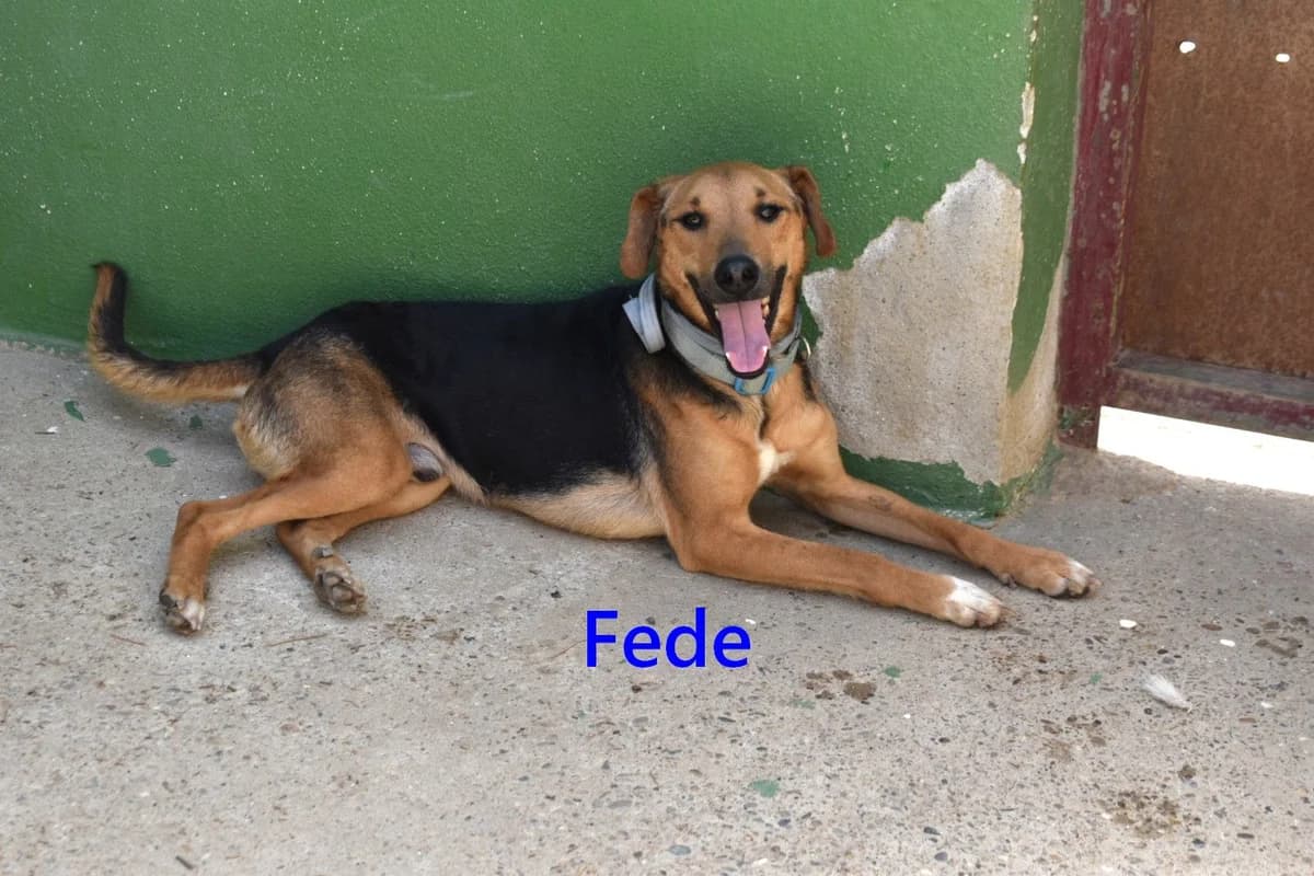Fede, male 6yo Mixed Breed for adoption at SOS-Dogs e.V.