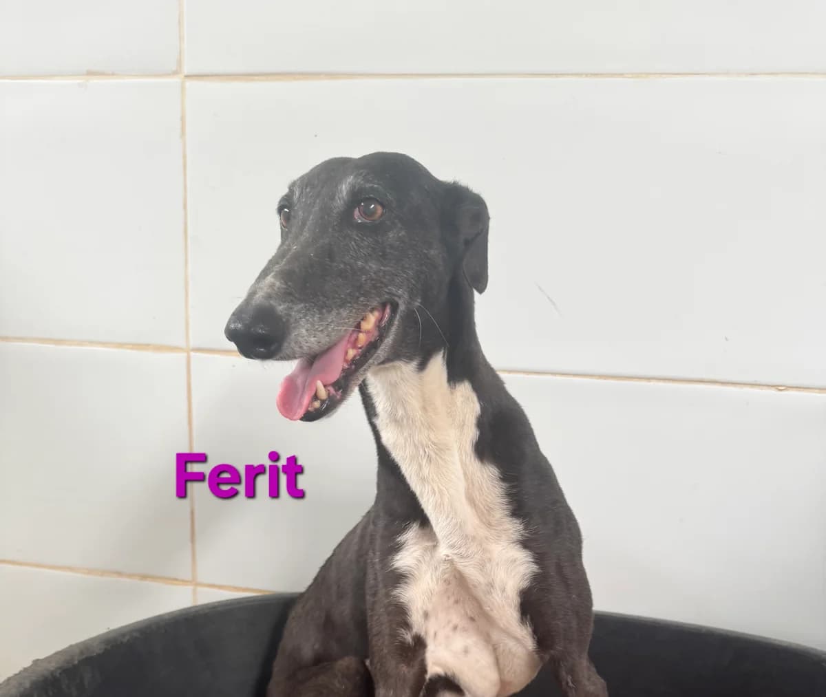 Ferit, female Galgo Español for adoption at SOS-Dogs e.V.