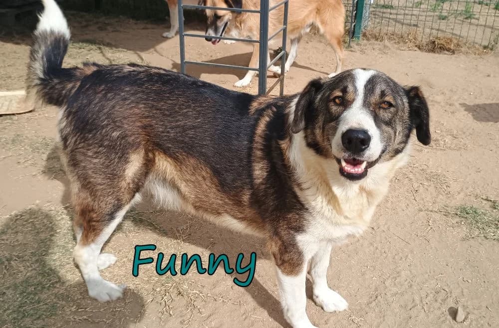 Funny, male 6yo Mixed Breed for adoption at SOS-Dogs e.V.