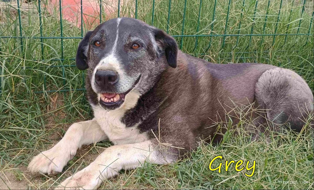 Grey, male senior Mixed Breed for adoption at SOS-Dogs e.V.