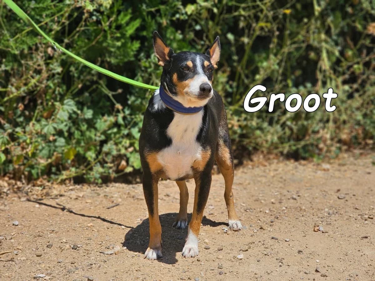 Groot, male Podenco for adoption at SOS-Dogs e.V.